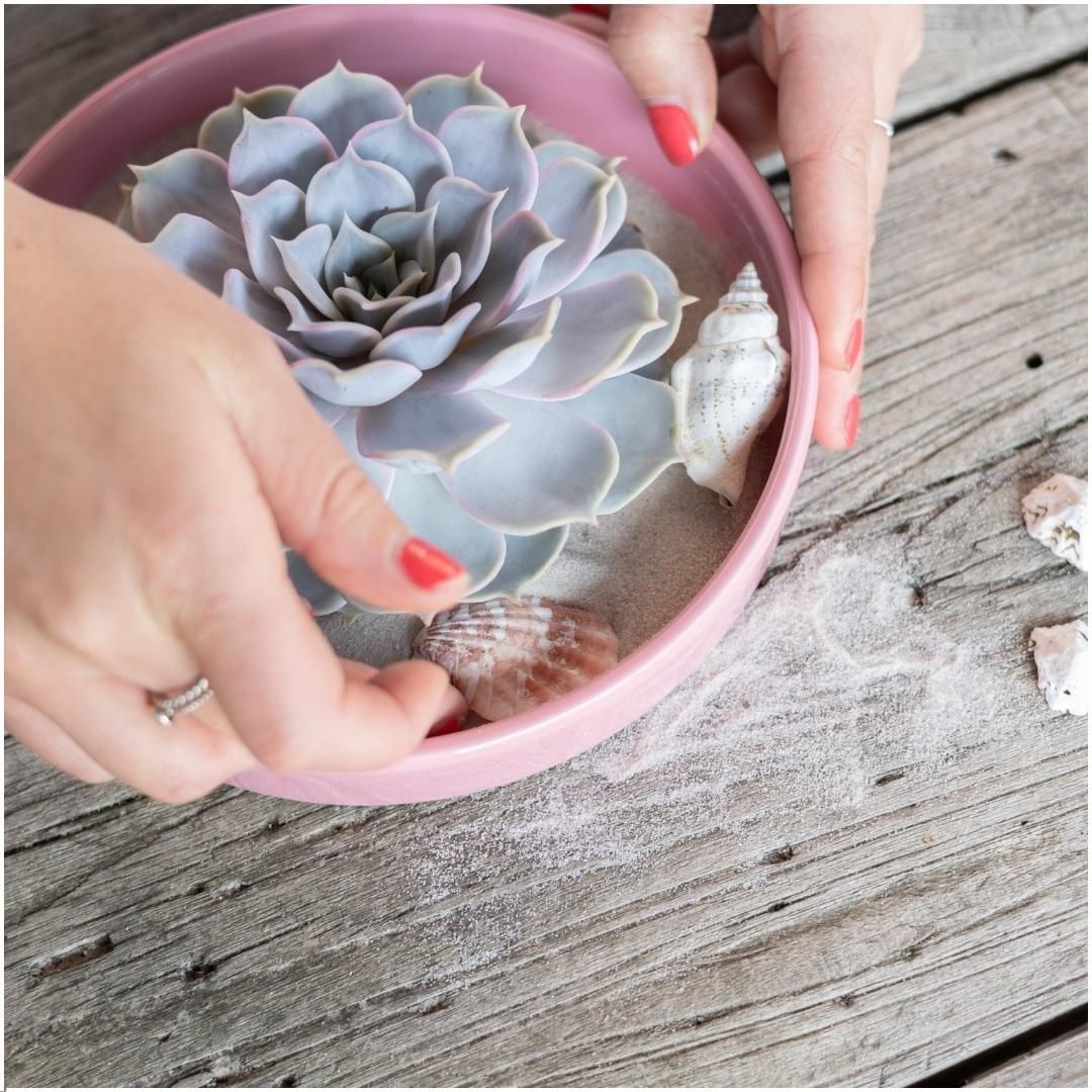 Rootless by aloe demi ROOTLESS Succulent Echeveria Lilacina Ø12-14 cm (8721001420056)