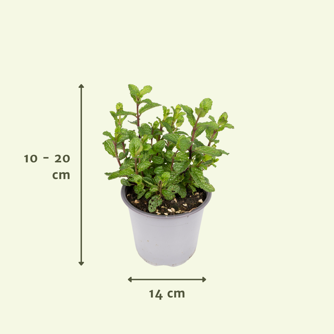 PROMO - Tuinkruiden Mix - 4 stuks (10344)