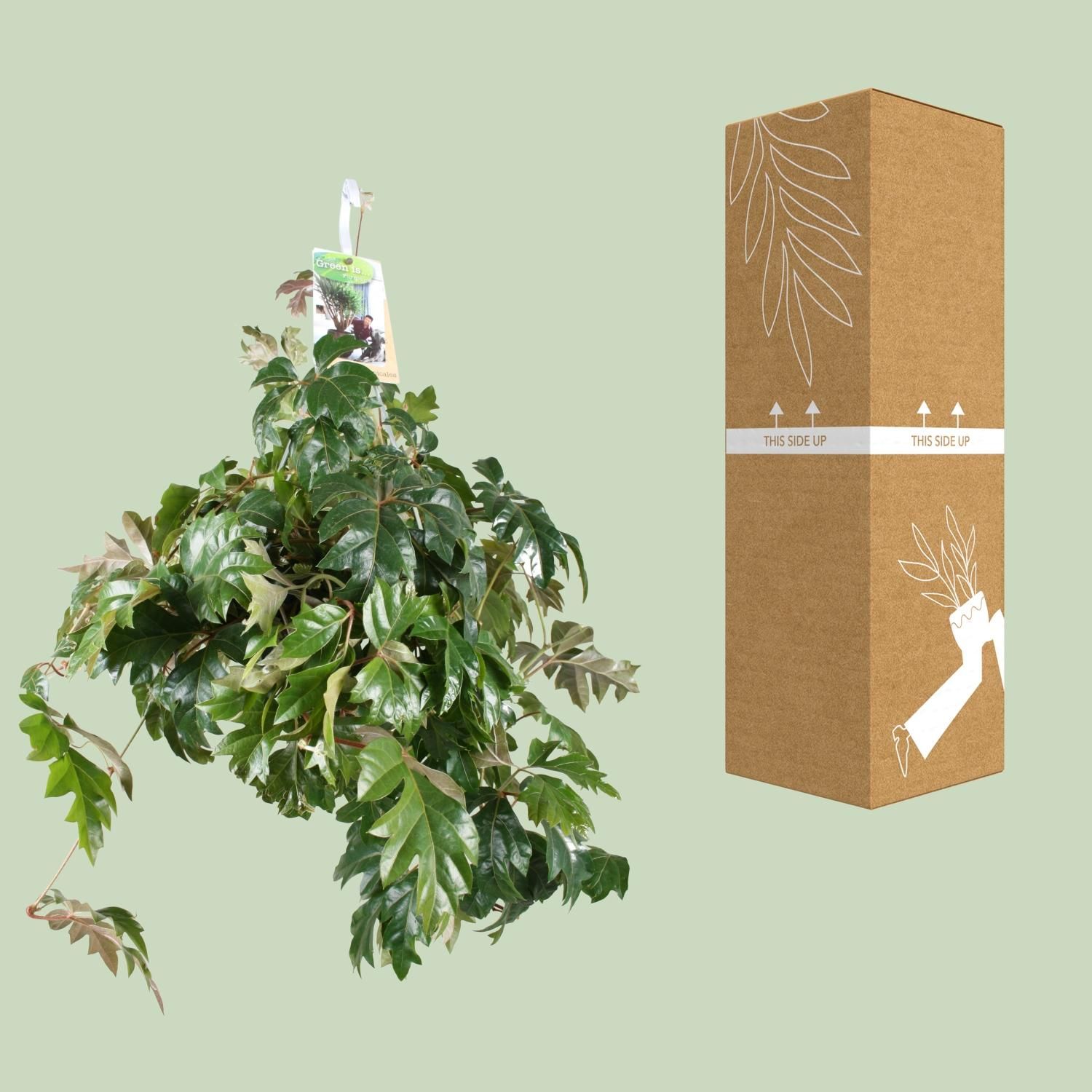 Cissus Rhombifolia Ellen Danica (8720985403581)