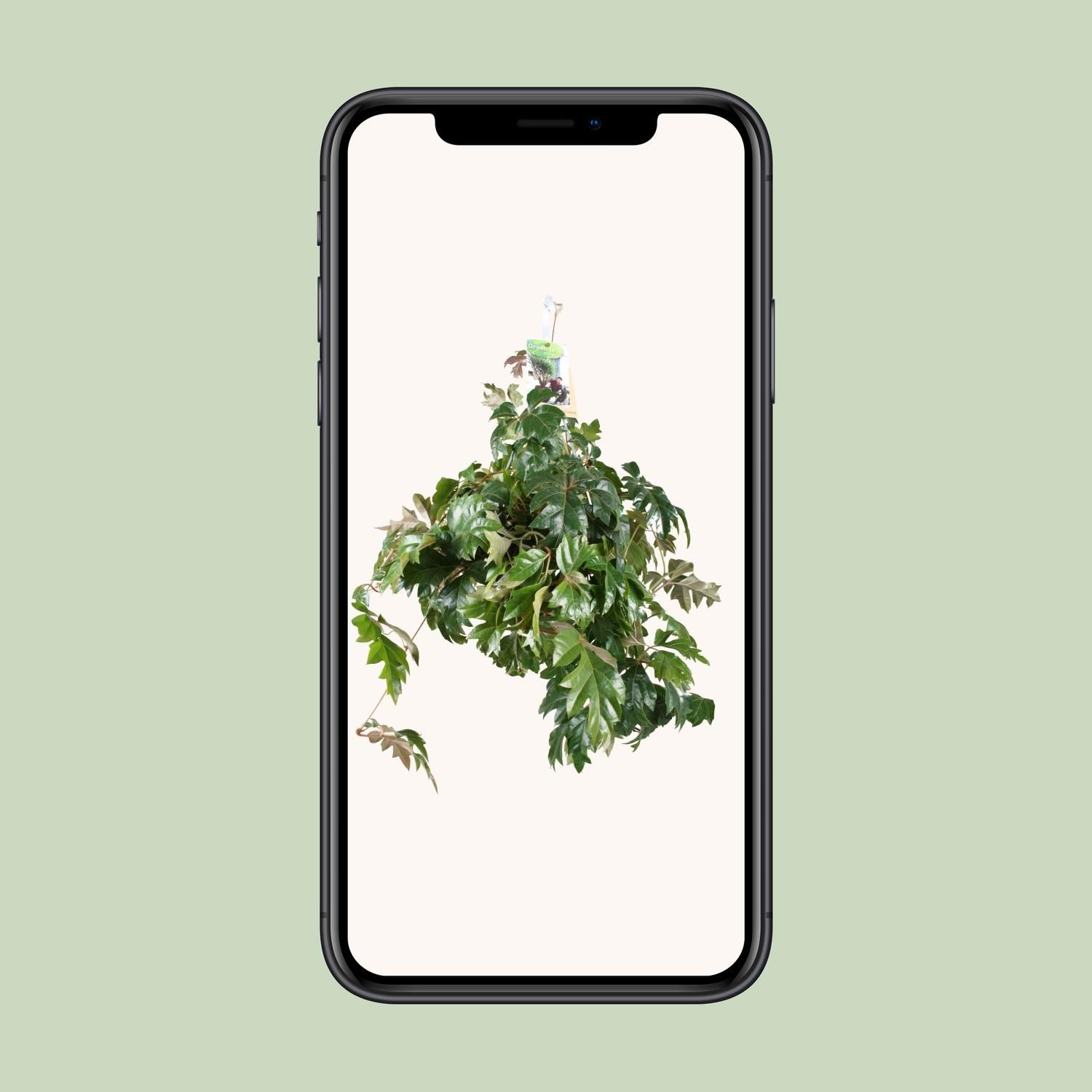 Cissus Rhombifolia Ellen Danica (8720985403581)