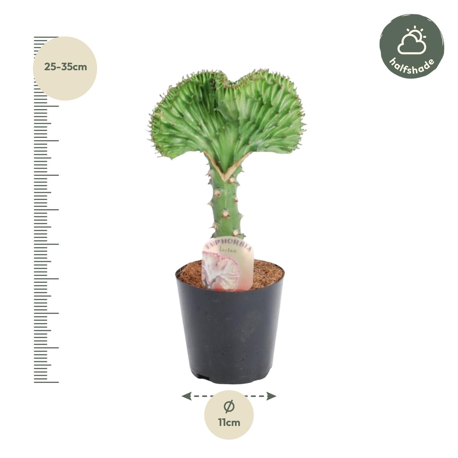 Euphorbia lactea Cristata groen - 30 cm - ø10,5 (8721081685000)