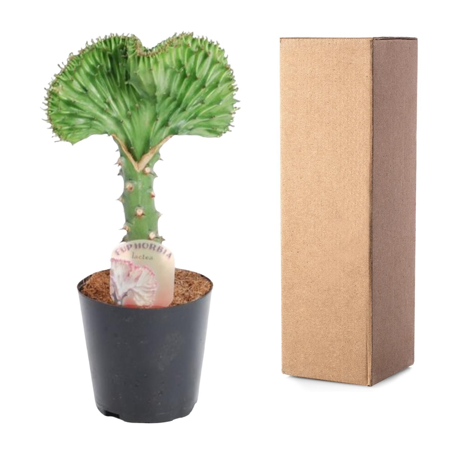 Euphorbia lactea Cristata groen - 30 cm - ø10,5 (8721081685000)