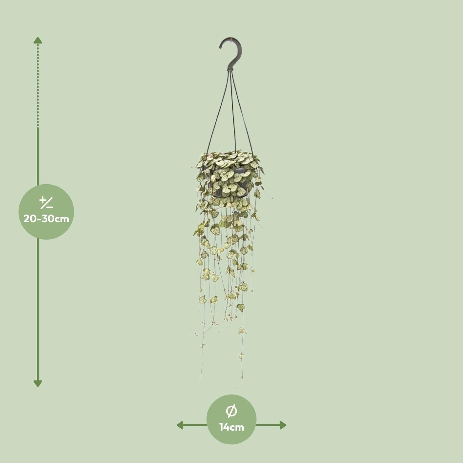 Ceropegia Woodii Hang (8720985403567)