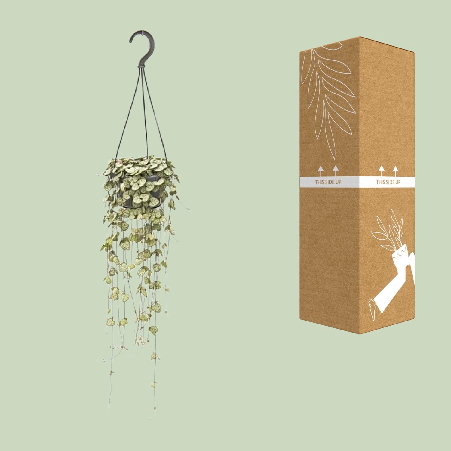 Ceropegia Woodii Hang (8720985403567)