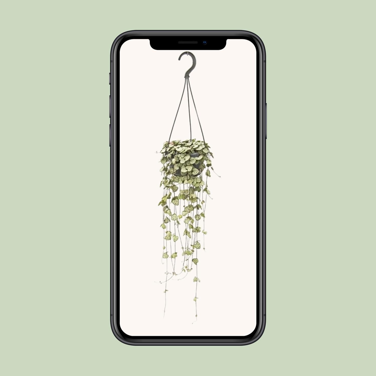 Ceropegia Woodii Hang (8720985403567)