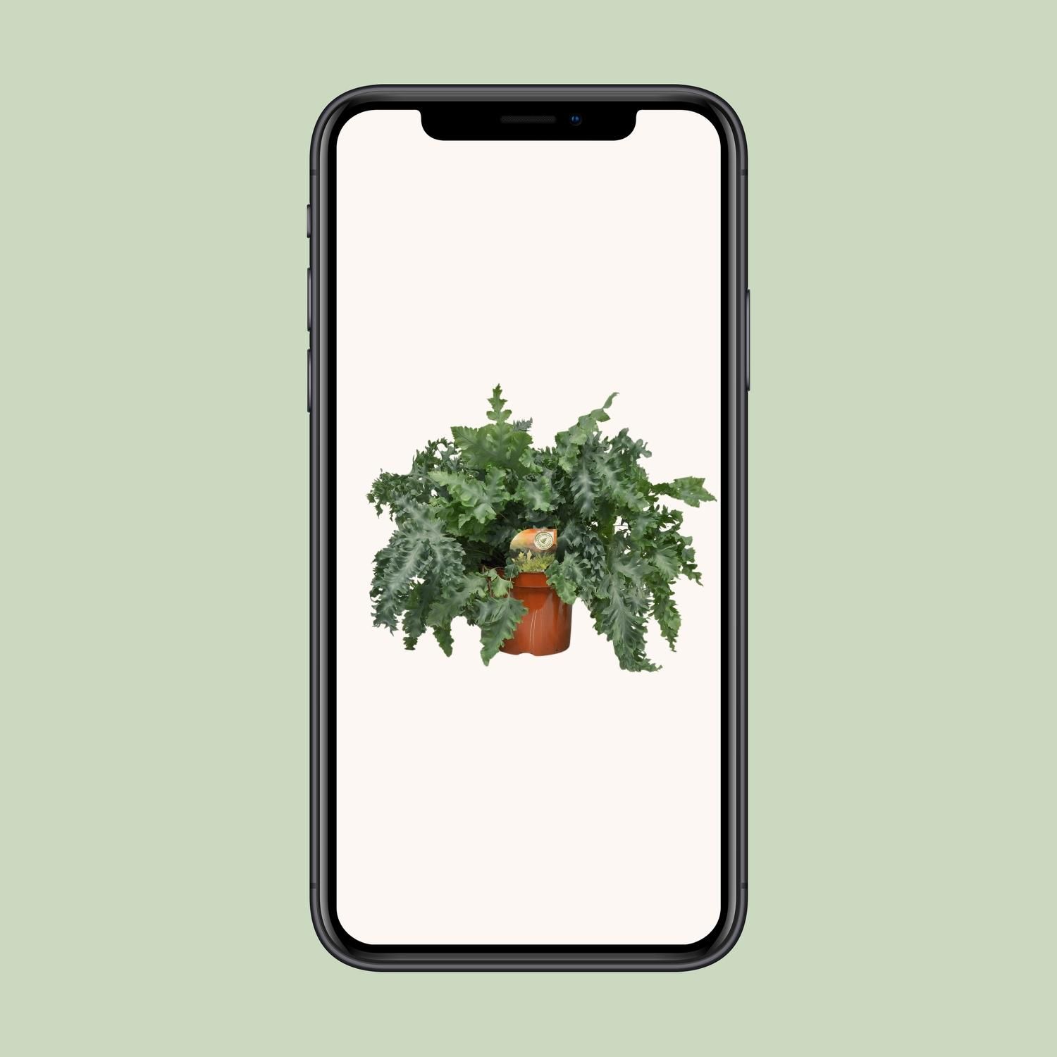 Phlebodium Davana (10873)