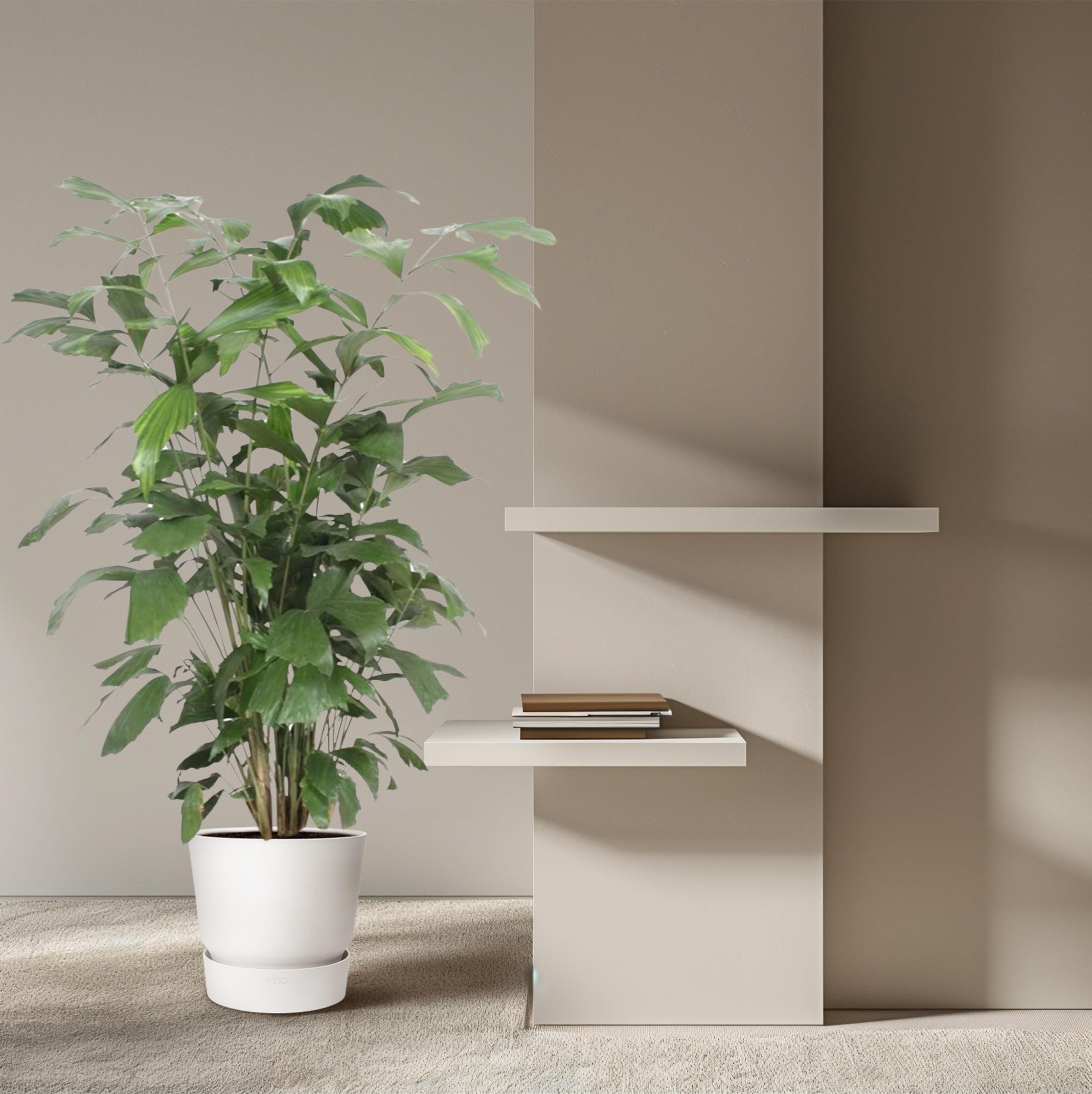 Caryota Mitis - 140 cm - ø27 (8721022569918)