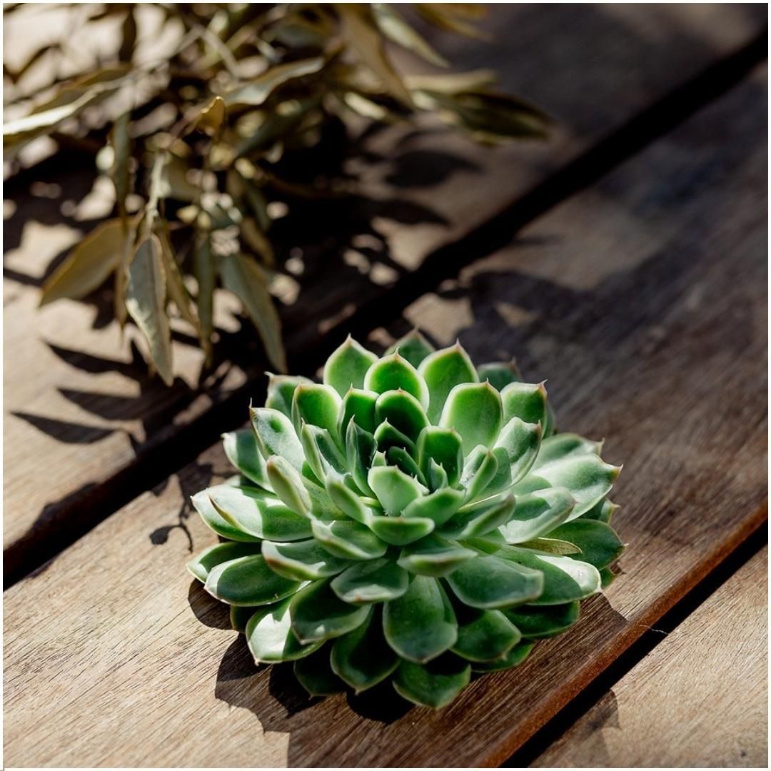 Rootless by aloe demi ROOTLESS Succulent Echeveria Pulidonis Ø12-14 cm (8721001420063)
