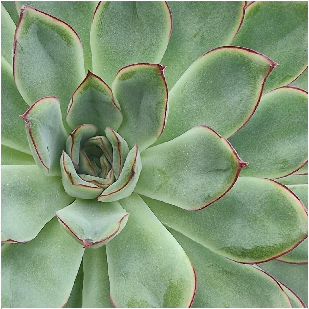 Rootless by aloe demi ROOTLESS Succulent Echeveria Pulidonis Ø12-14 cm (8721001420063)