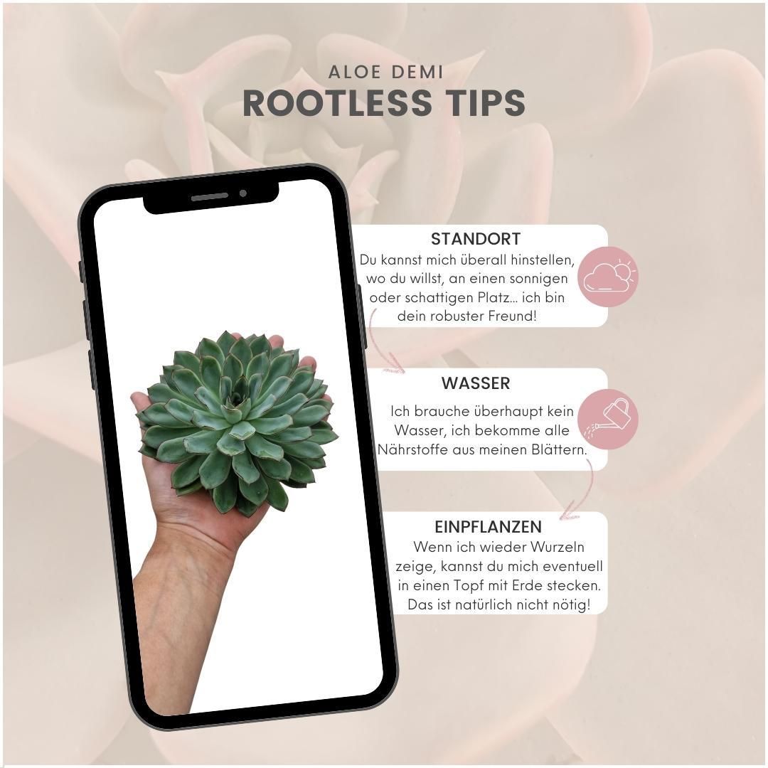 Rootless by aloe demi ROOTLESS Succulent Echeveria Pulidonis Ø12-14 cm (8721001420063)