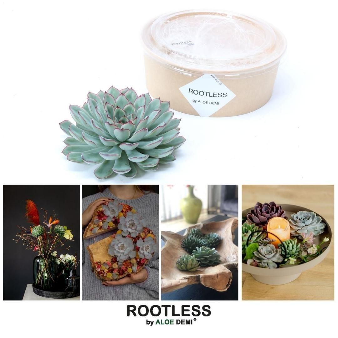 Rootless by aloe demi ROOTLESS Succulent Echeveria Pulidonis Ø12-14 cm (8721001420063)