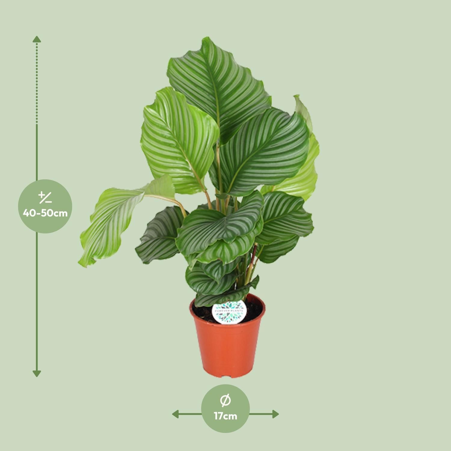 Calathea Orbifolia (8720955327367)