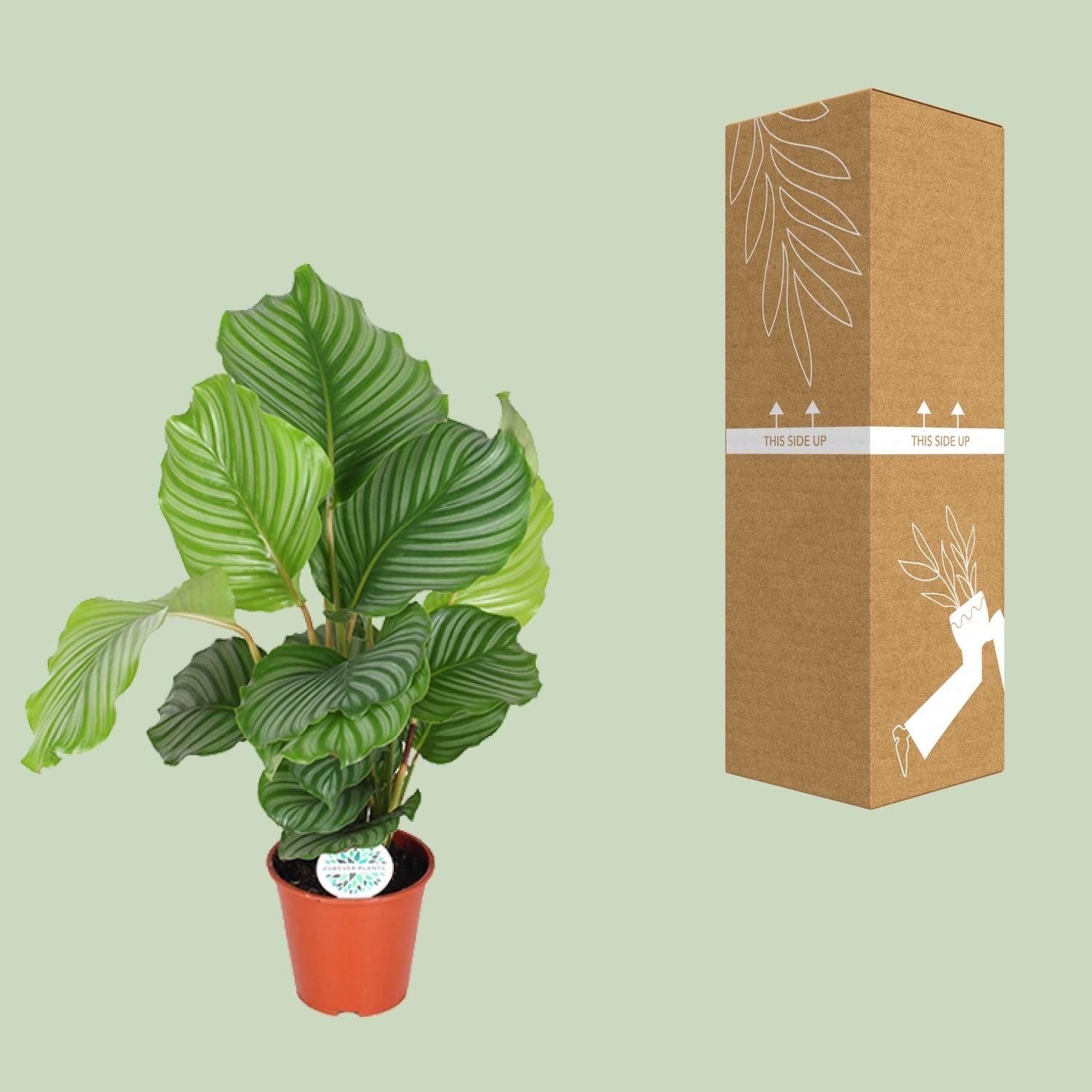Calathea Orbifolia (8720955327367)
