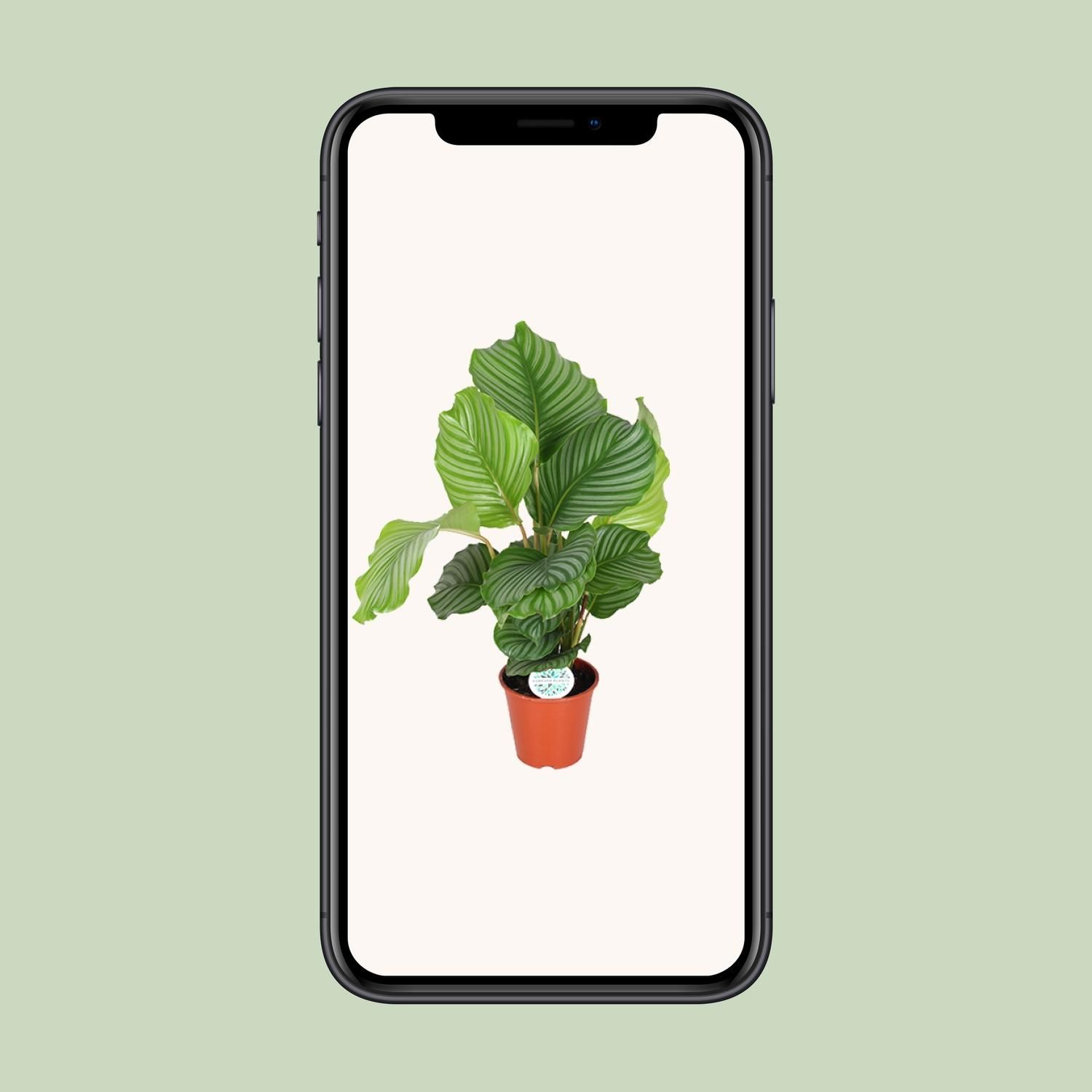 Calathea Orbifolia (8720955327367)