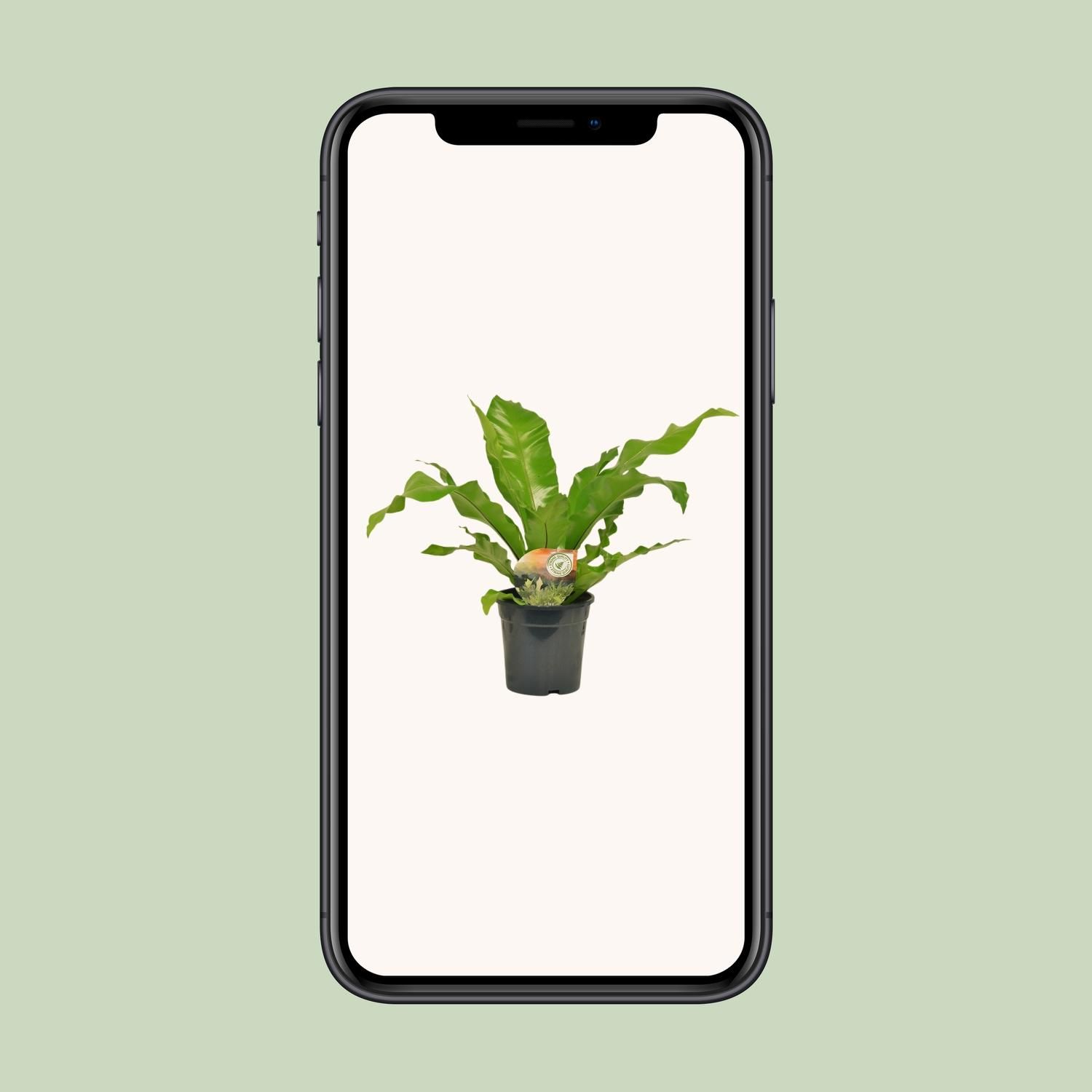 Asplenium Nidus (10829)