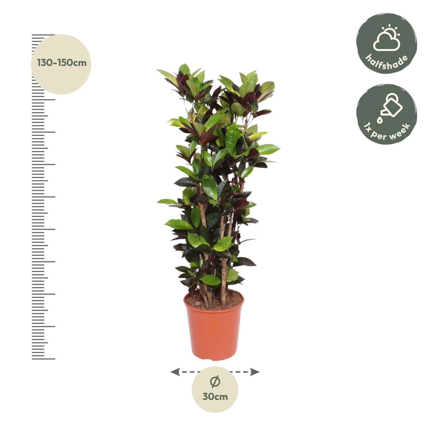 Codiaeum Iceton (Croton Iceton) - 140 cm - ø27 (8721055690047)