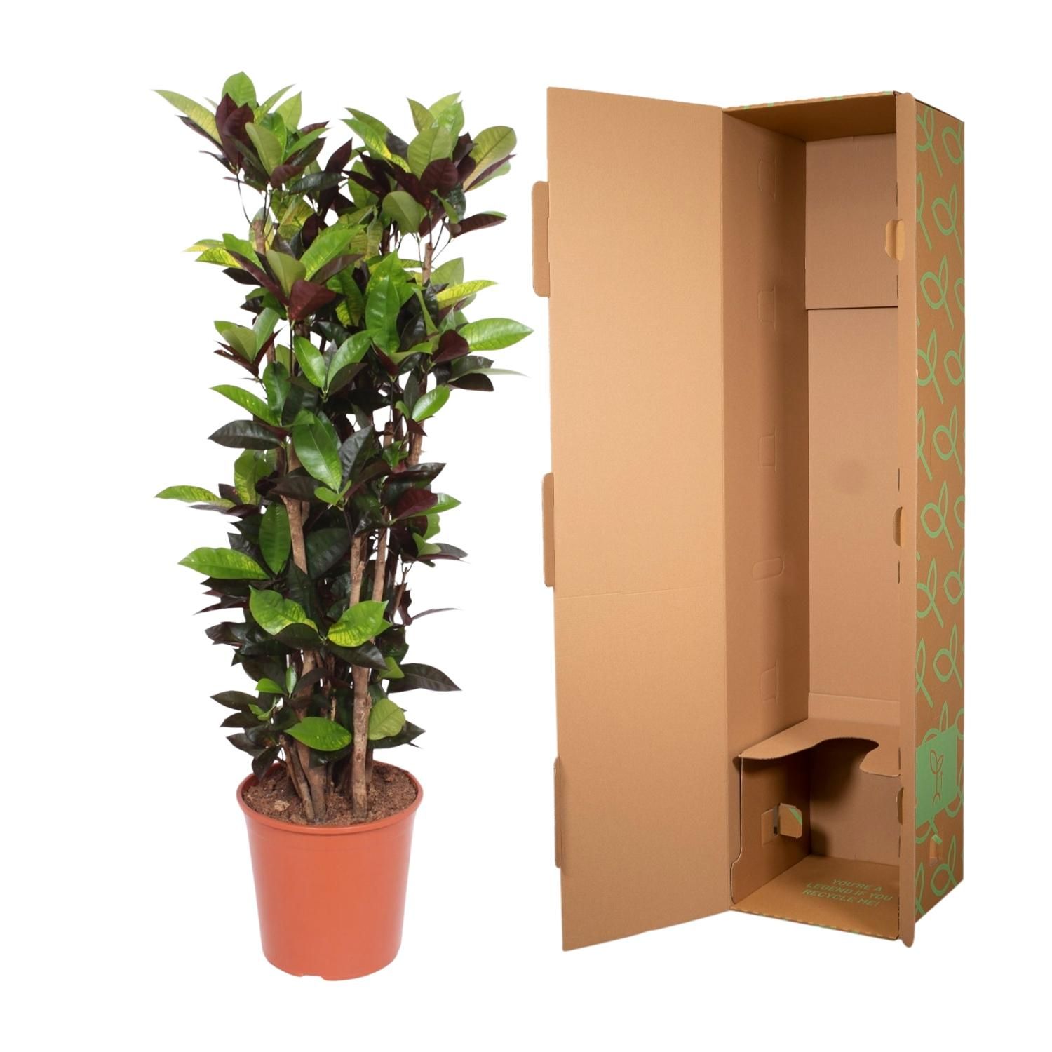 Codiaeum Iceton (Croton Iceton) - 140 cm - ø27 (8721055690047)