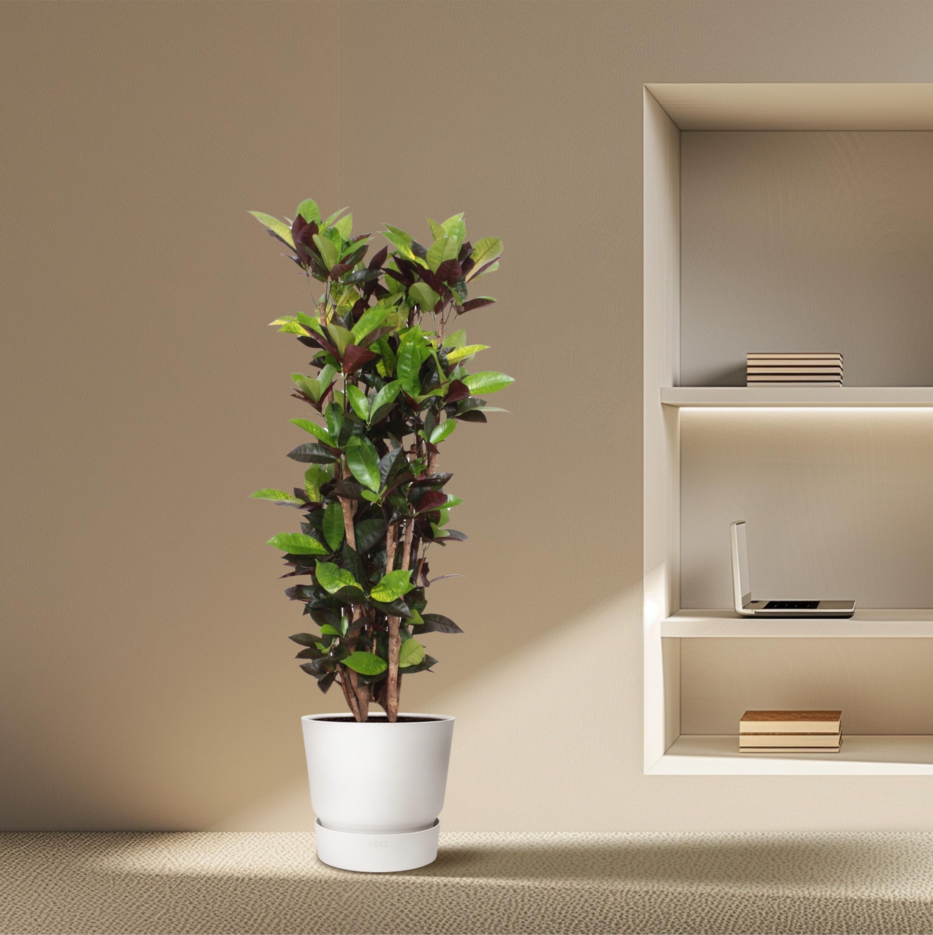 Codiaeum Iceton (Croton Iceton) - 140 cm - ø27 (8721055690047)