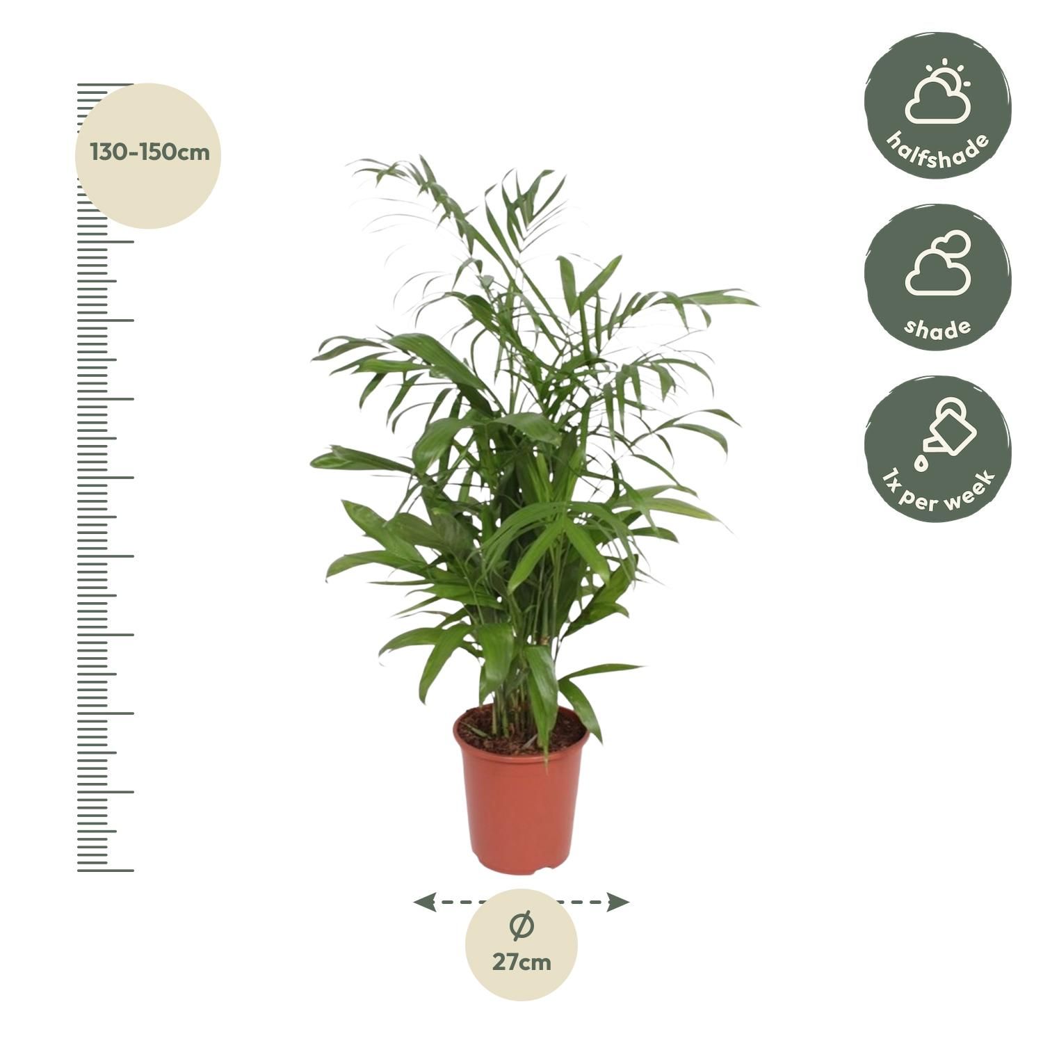 Chamaedorea Seifrizii - 140 cm - ø27 (8721022569956)