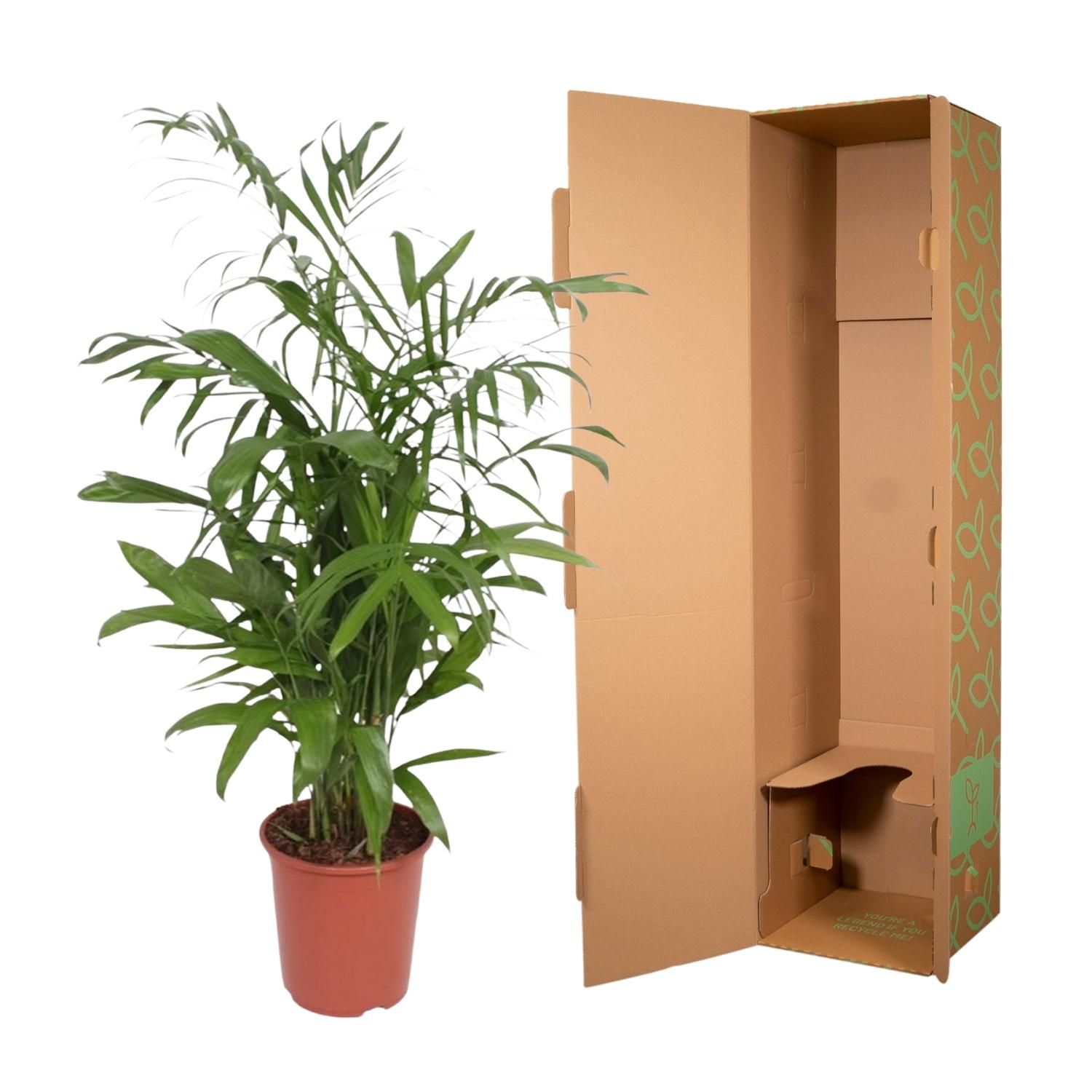 Chamaedorea Seifrizii - 140 cm - ø27 (8721022569956)
