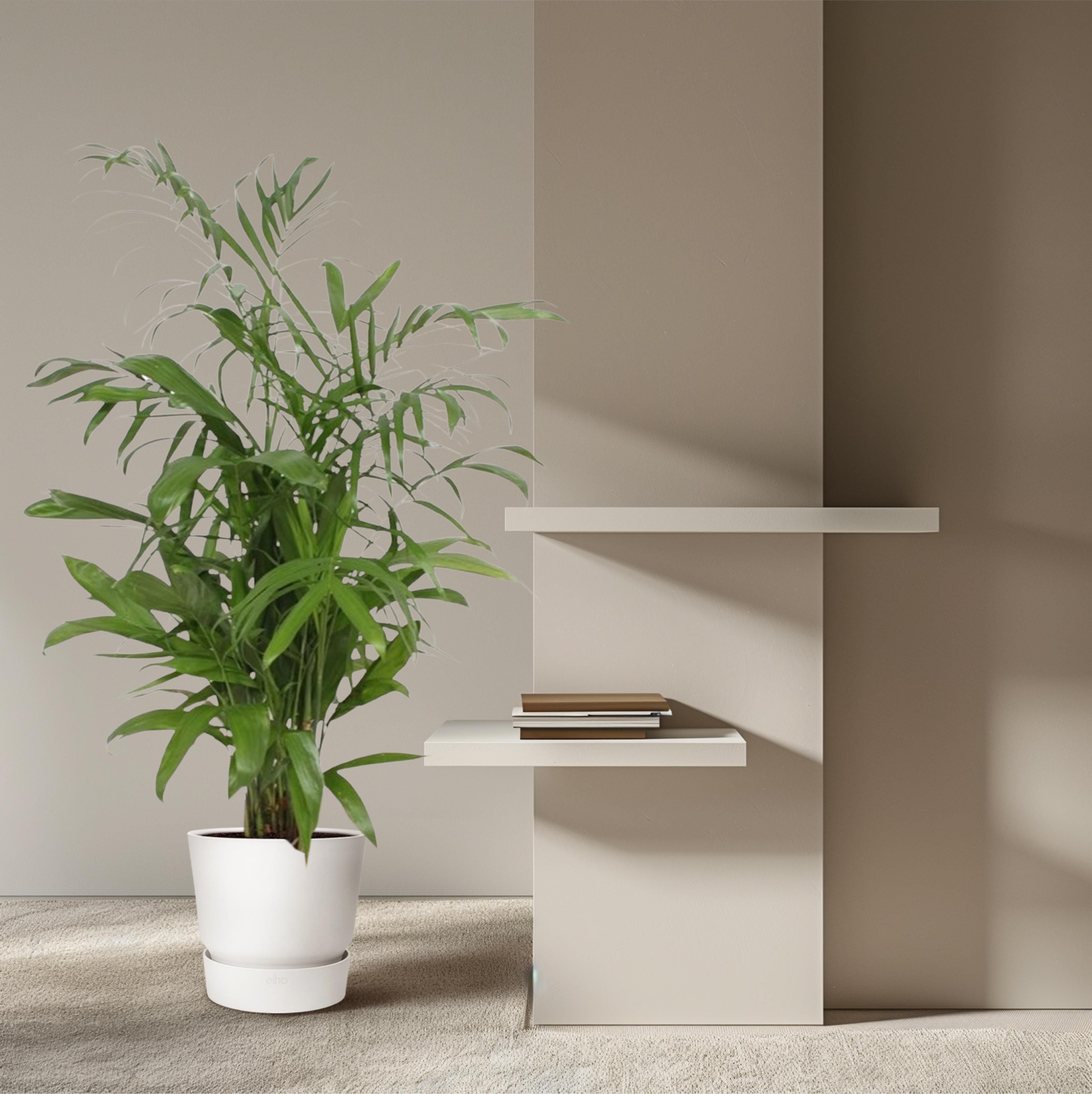 Chamaedorea Seifrizii - 140 cm - ø27 (8721022569956)