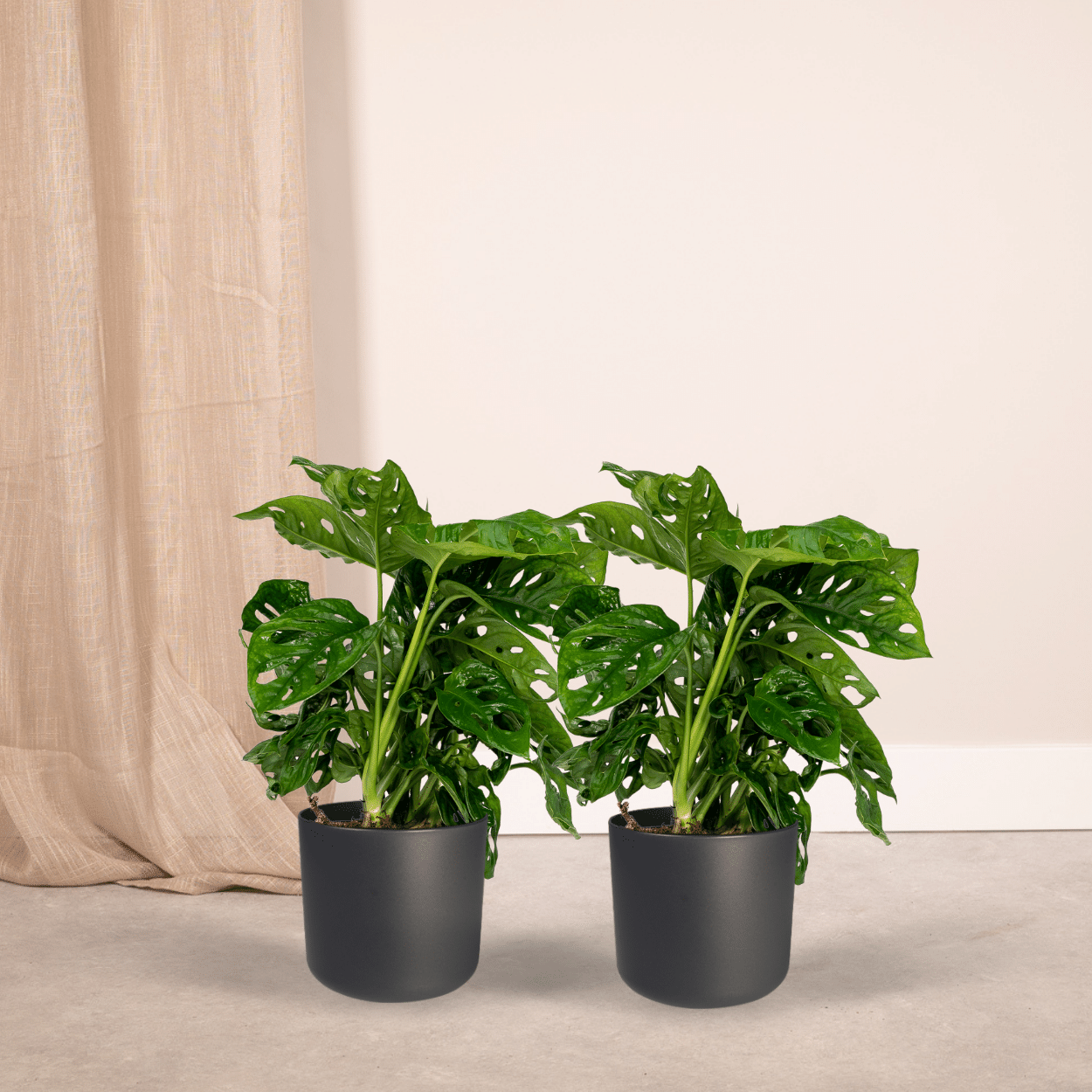 2x Monstera Monkey Leaf - Gatenplant - 30cm - ø12 (10270)