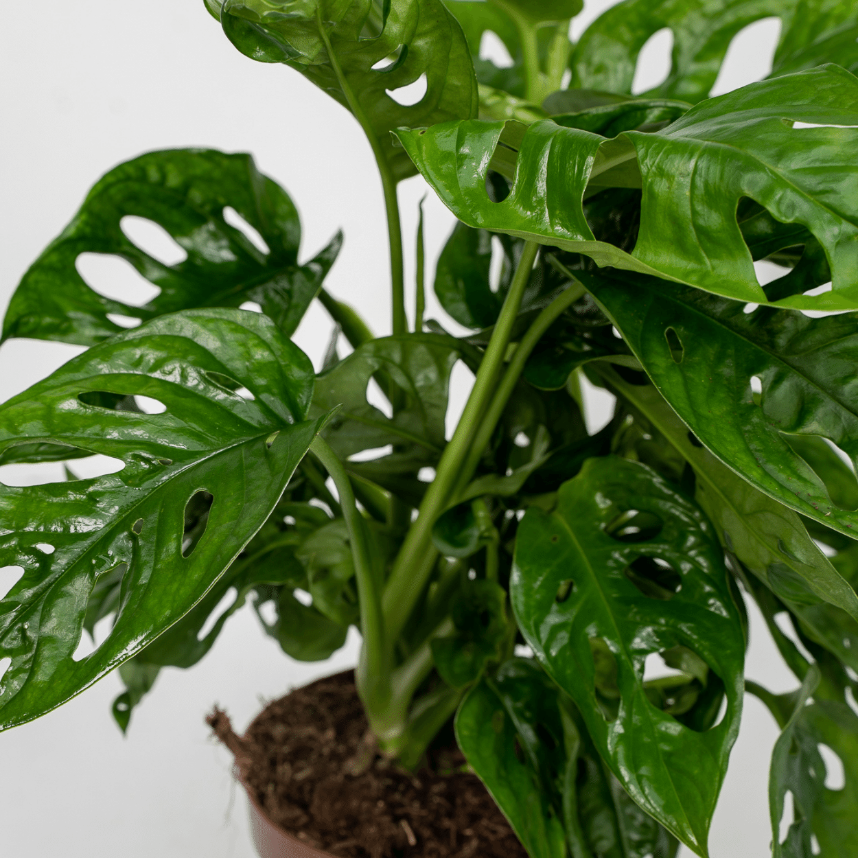 2x Monstera Monkey Leaf - Gatenplant - 30cm - ø12 (10270)