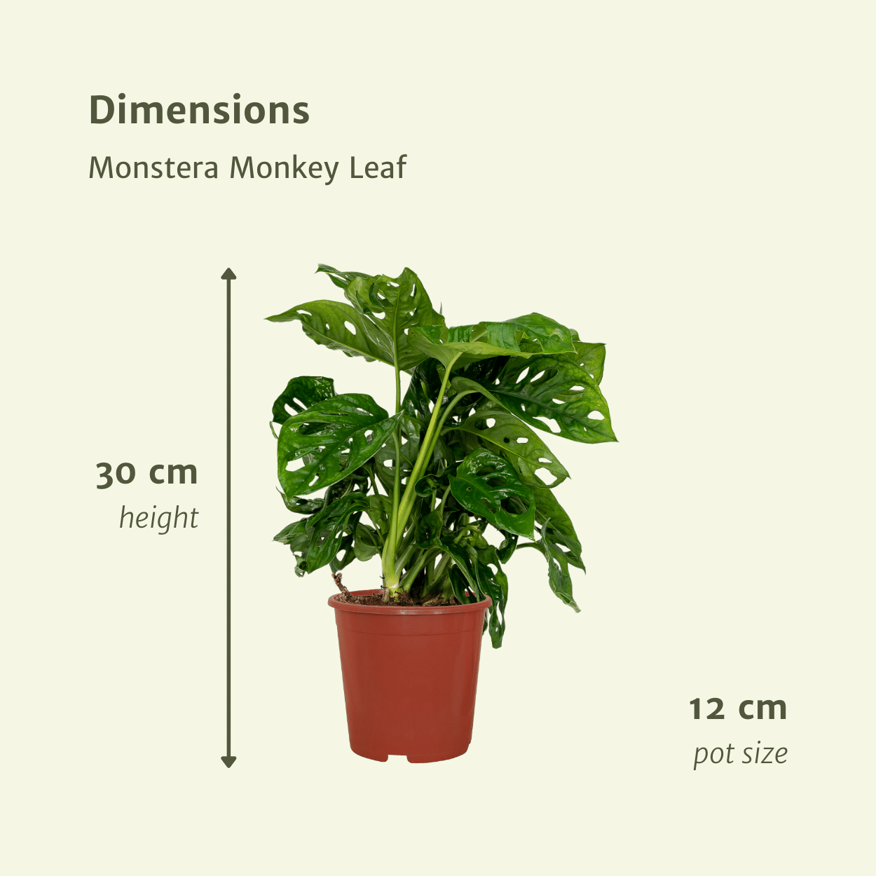 2x Monstera Monkey Leaf - Gatenplant - 30cm - ø12 (10270)