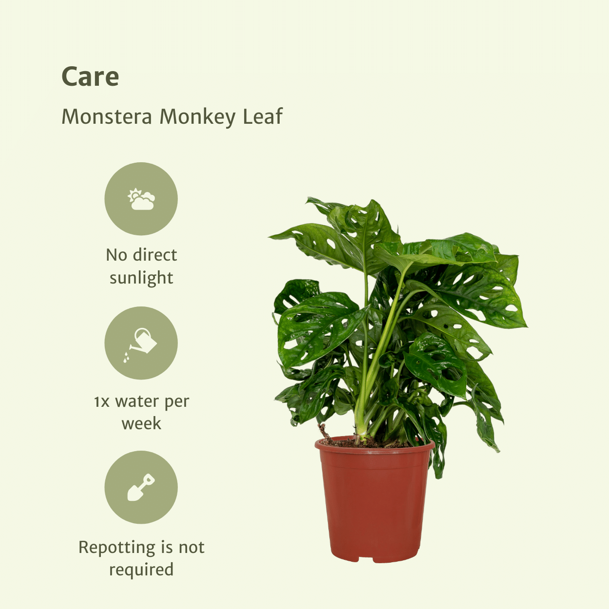 2x Monstera Monkey Leaf - Gatenplant - 30cm - ø12 (10270)
