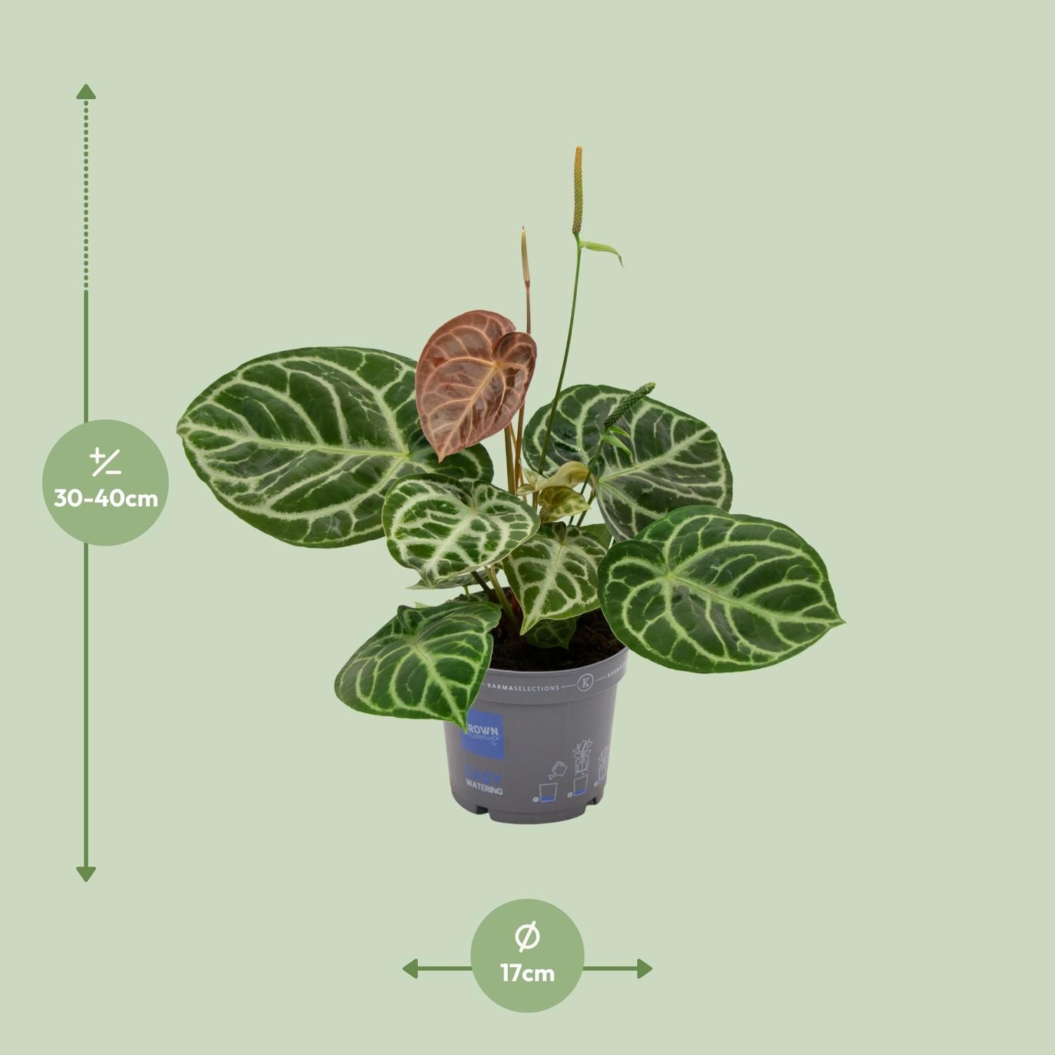 Anthurium Crystal Hybride Compact (11081)
