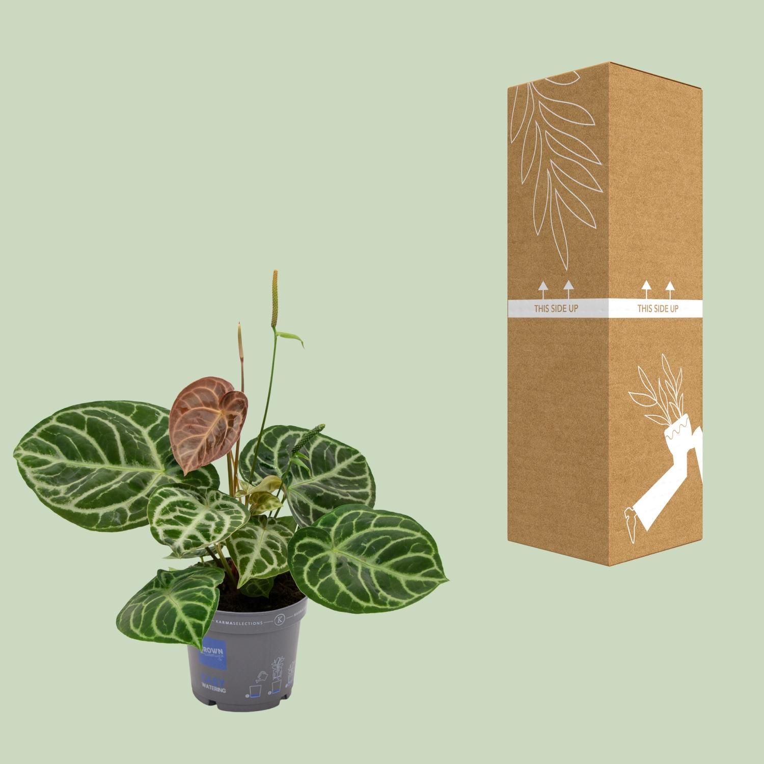 Anthurium Crystal Hybride Compact (11081)