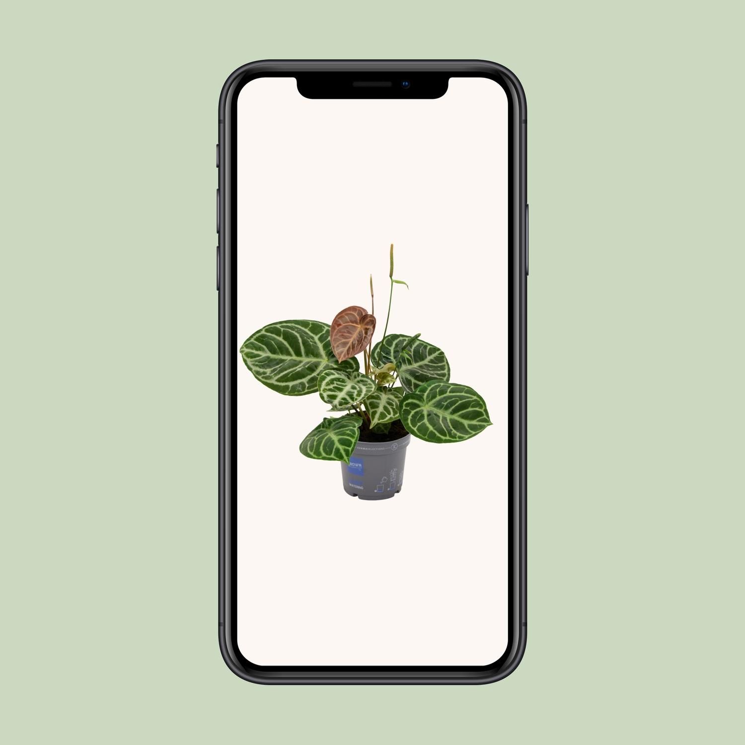 Anthurium Crystal Hybride Compact (11081)