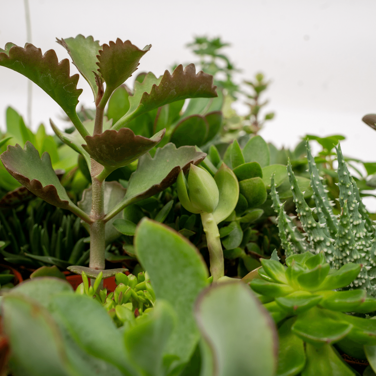 Succulenten Mix - 10 stuks (10226)