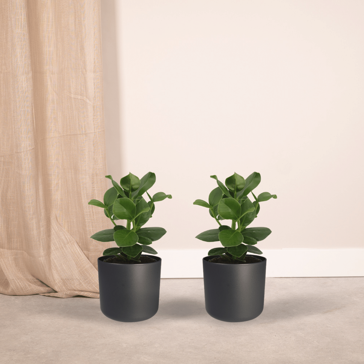 Clusia Princess (Handtekeningboom) - 2 stuks (10235)