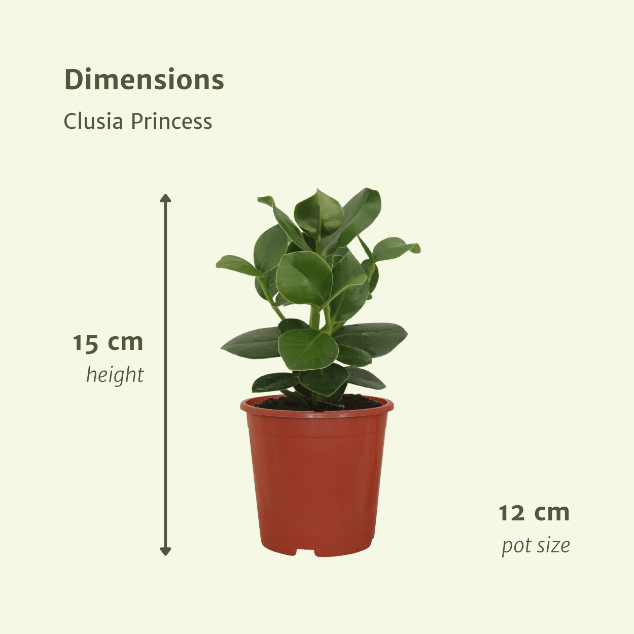 Clusia Princess (Handtekeningboom) - 2 stuks (10235)