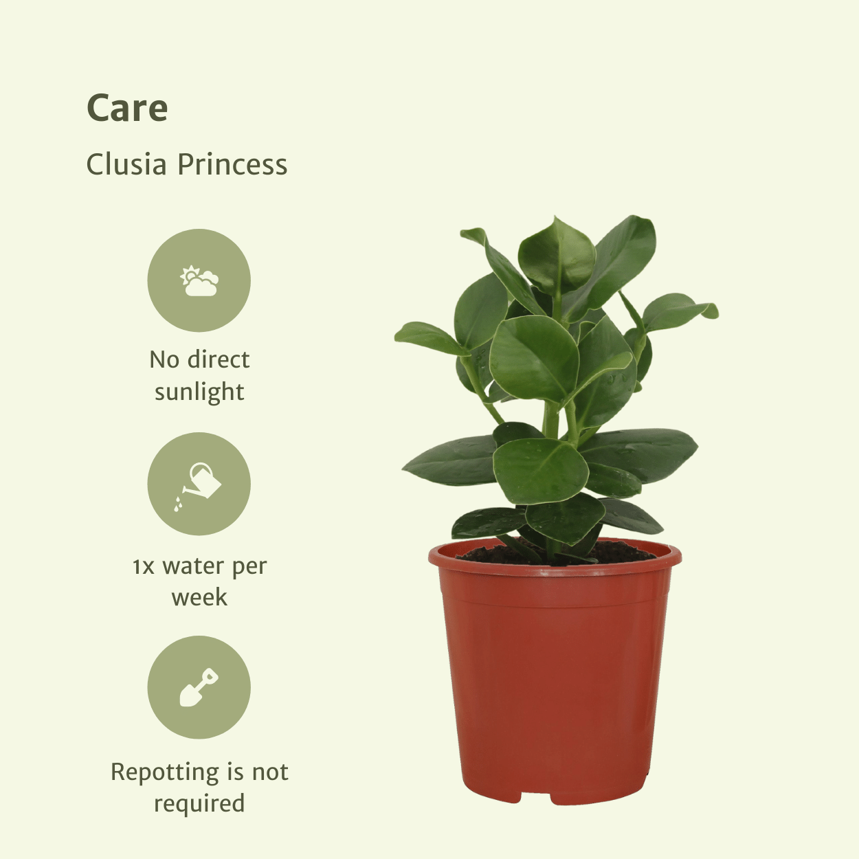 Clusia Princess (Handtekeningboom) - 2 stuks (10235)
