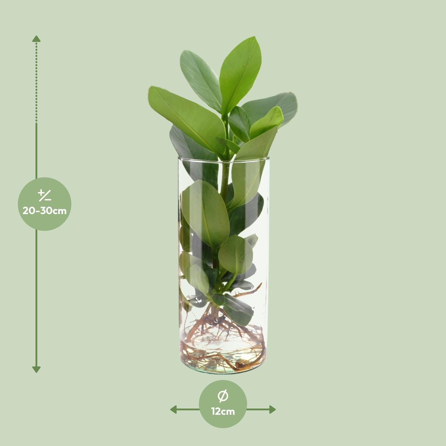 Clusia In Cylinder Glas (11131)
