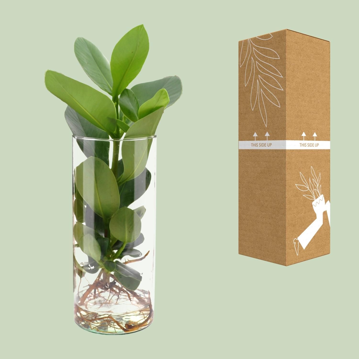 Clusia In Cylinder Glas (11131)