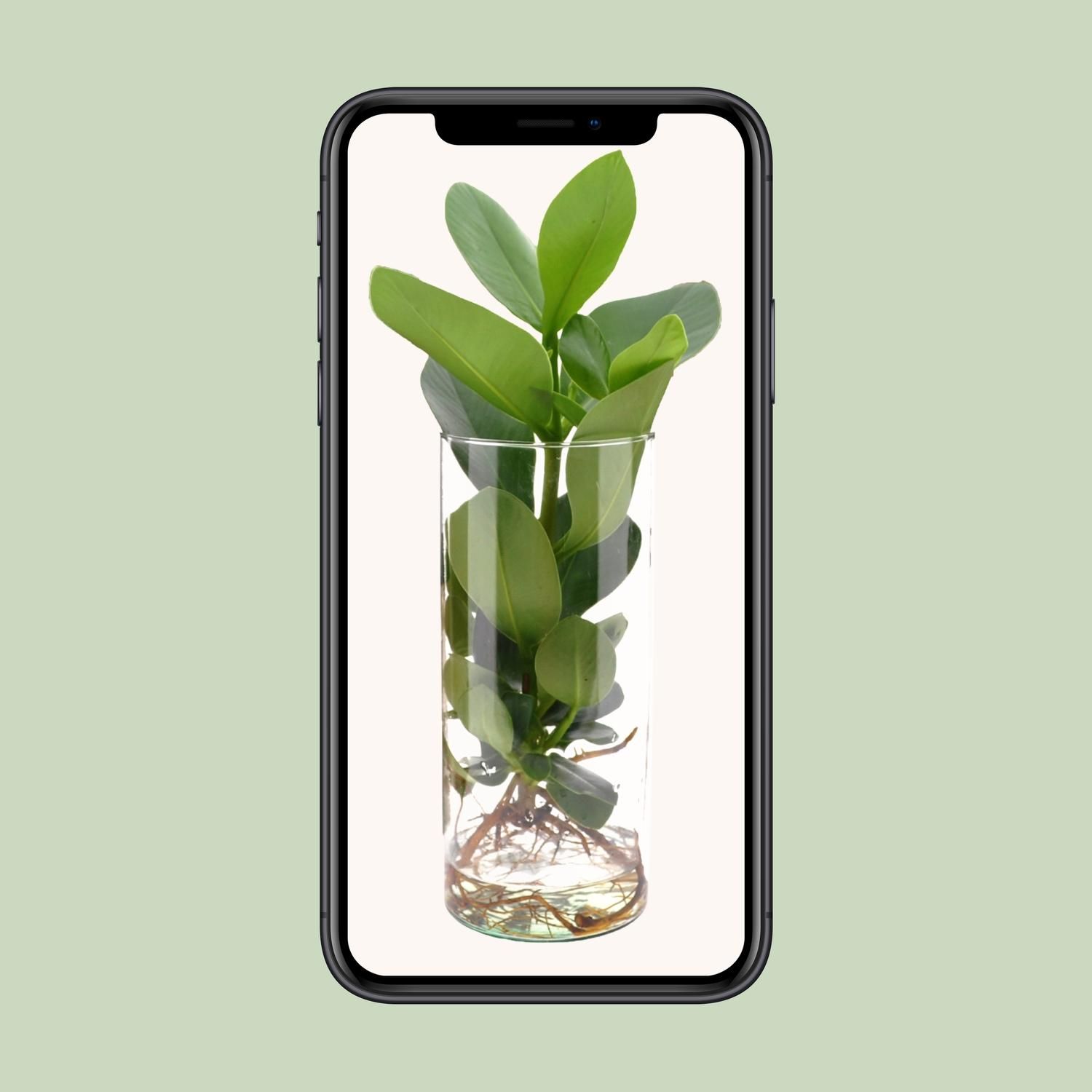 Clusia In Cylinder Glas (11131)