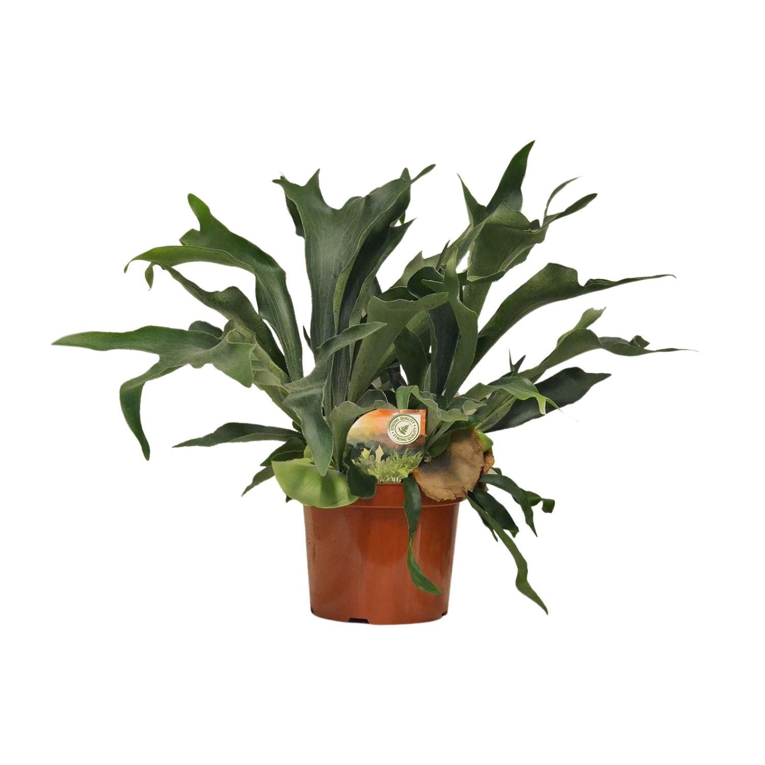 Platycerium Bifurcatum (10881)