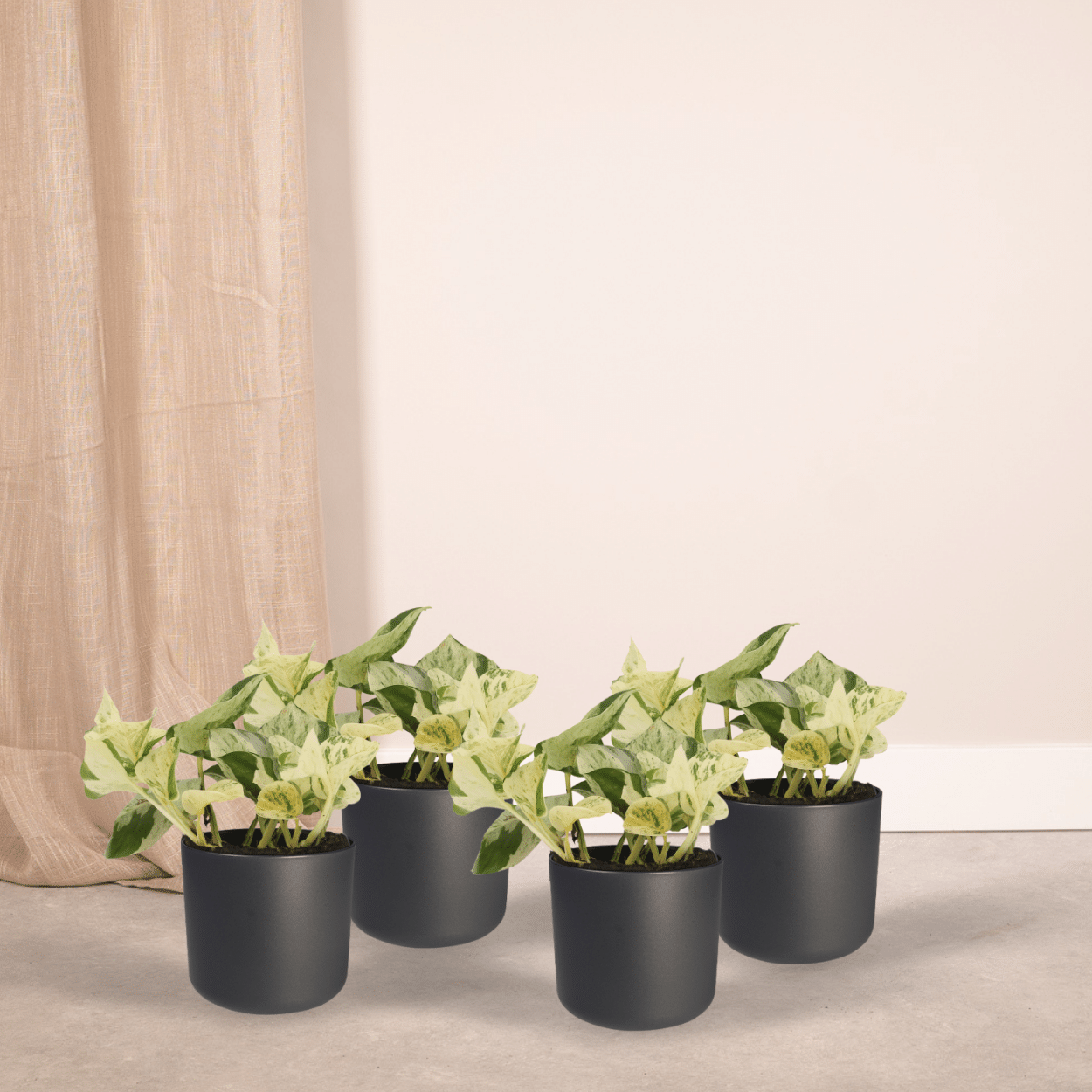 4x Epipremnum Happy Leaf - Scindapsus - 15cm - ø12 (10287)