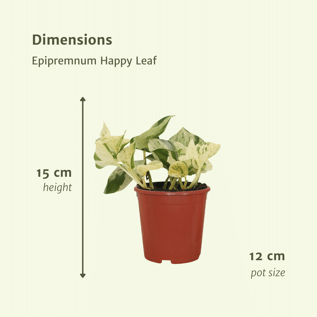 4x Epipremnum Happy Leaf - Scindapsus - 15cm - ø12 (10287)
