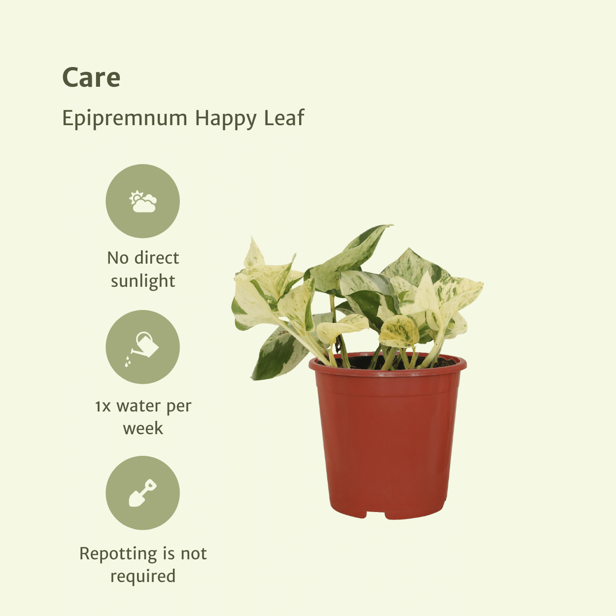 4x Epipremnum Happy Leaf - Scindapsus - 15cm - ø12 (10287)
