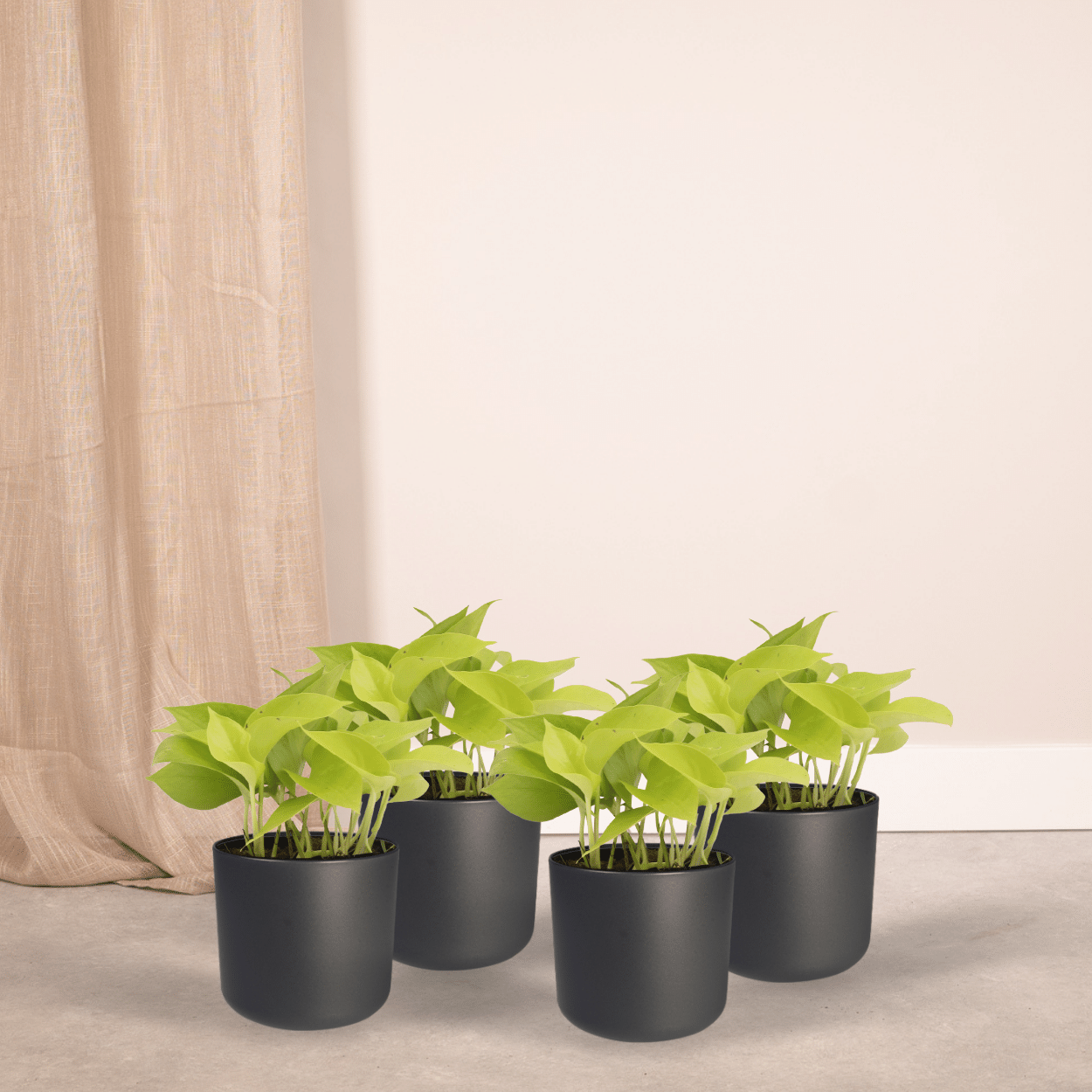 Epipremnum Golden Pothos (Scindapsus) - 4 stuks (10286)