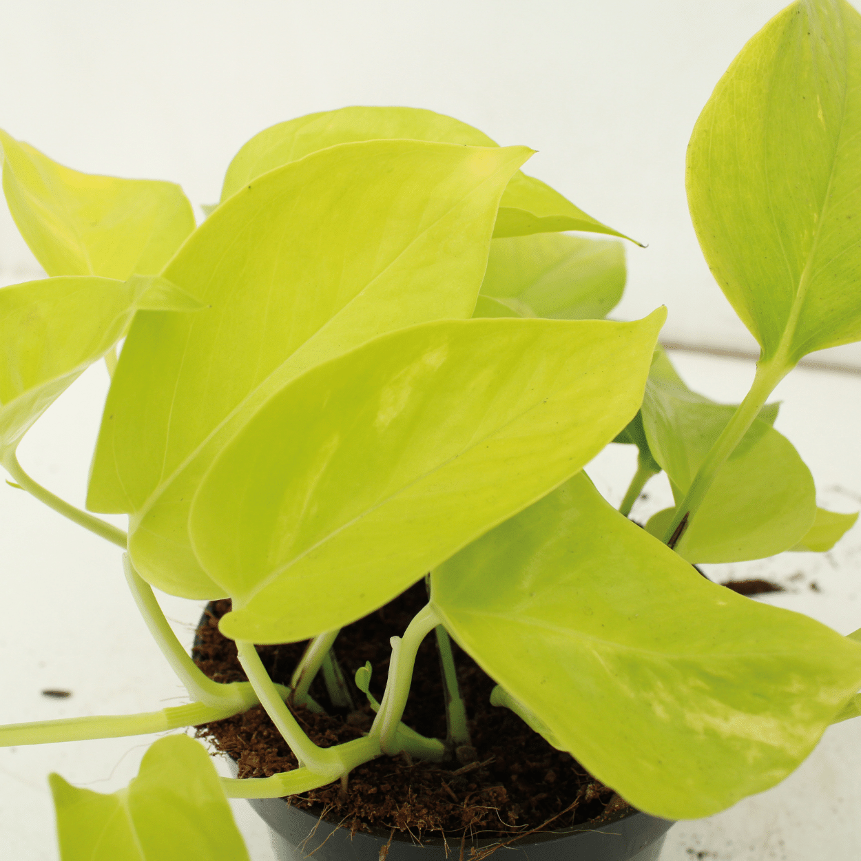 Epipremnum Golden Pothos (Scindapsus) - 4 stuks (10286)