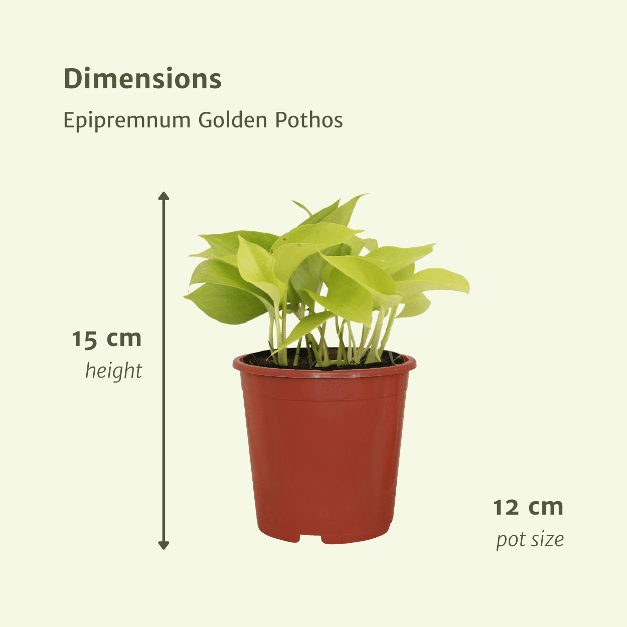 Epipremnum Golden Pothos (Scindapsus) - 4 stuks (10286)