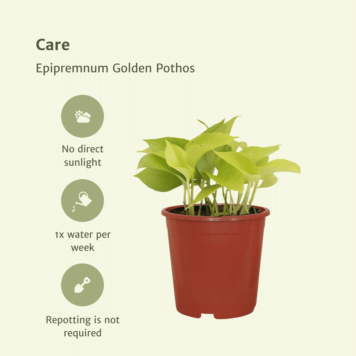 Epipremnum Golden Pothos (Scindapsus) - 4 stuks (10286)