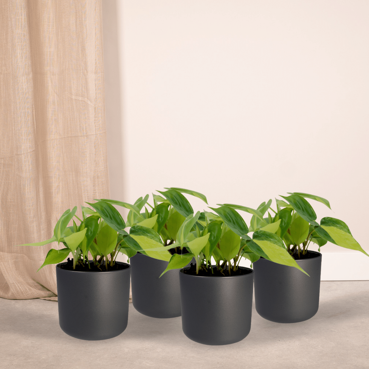 Philodendron Scandens Brasil - 4 stuks (10289)