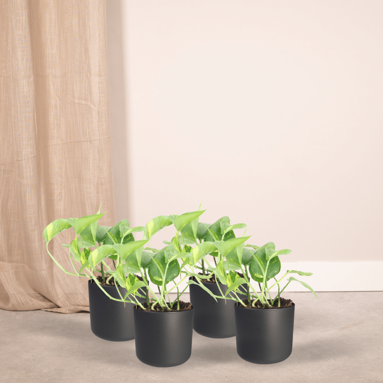 Epipremnum Aureum (Scindapsus) - 4 stuks (10285)
