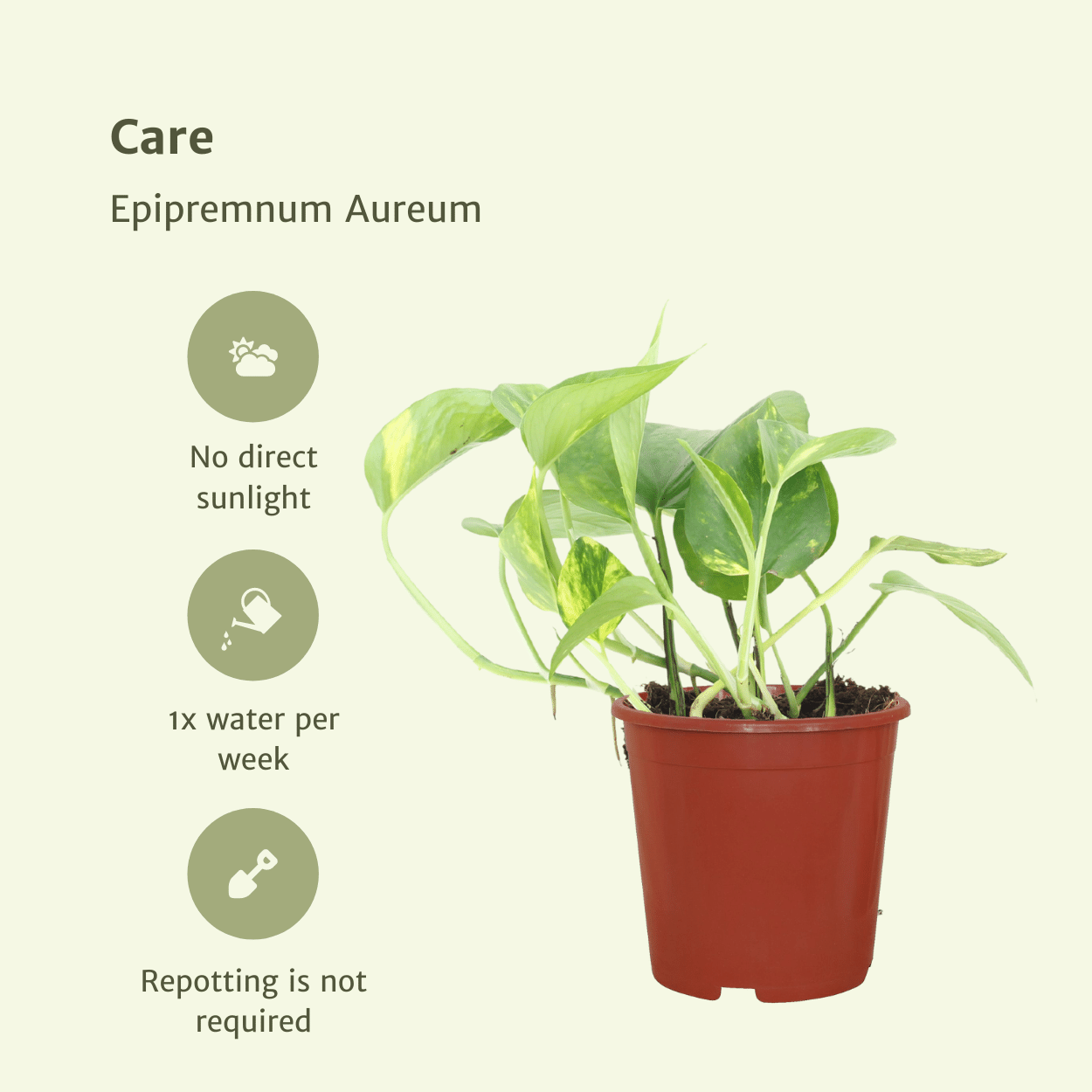 Epipremnum Aureum (Scindapsus) - 4 stuks (10285)